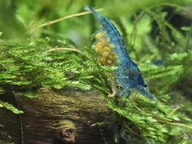 Neocaridina Blue dream krevetės