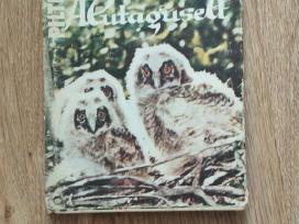 Pilte Alutaguselt