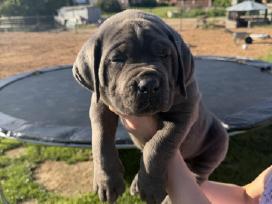 Cane Corso veislės šuniukai