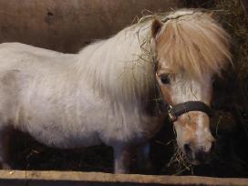 Poni eržylas 10m kanopos sutvarkytos 150e