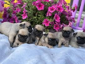 Kilmingi mopsiukai /mopsai /pug