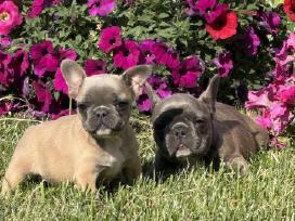 Kilmingi Prancuzu buldogai / French buldog