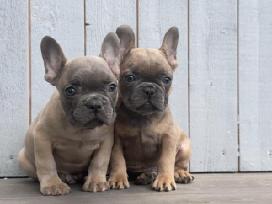 Prancuzu buldogiuku berniukai