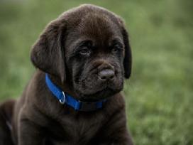 Šokoladiniai Labradoro Retriveriai
