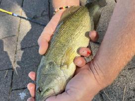 Largemouth bass šiaurės Amerikos ešerys privalumai