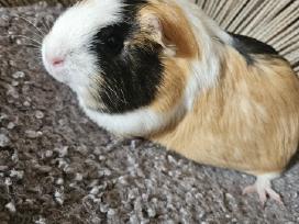 Parduodama 6 mėn. jūrų kiaulytė (mergytė)