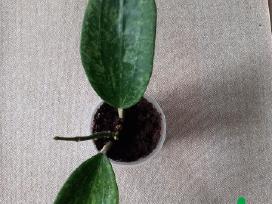 Hoya 's