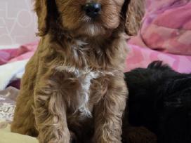Cavapoo