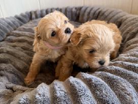 Maltipoo šuniukai