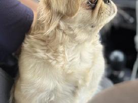 Pekinukė mergytė