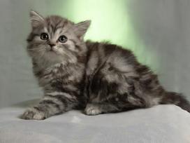 Škotijos tabby kačiukai.