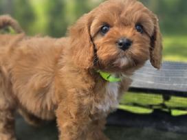 Cavapoo