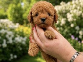 Azijos teacup pudelis