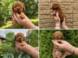 Azijos teacup pudelis