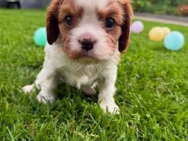 Kavalieriaus Karaliaus Karolio spanieliai