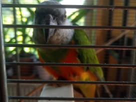 Senegalo papūgos .