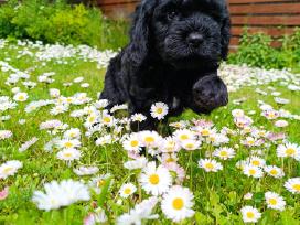 Cavapoo