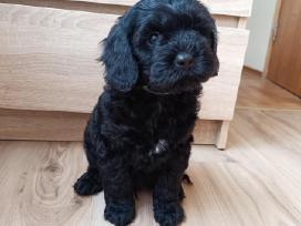 Cavapoo