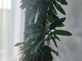 Baltagyslė karpažolė (Euphorbia leuconeura)