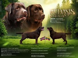 Kilmingi šokoladinės spalvos Labradoro retriveriai
