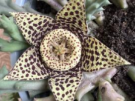 Stapelia Variegata