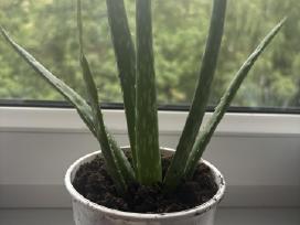 Aloe vera alijošius, alavijas