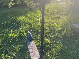 Ninebot Segway