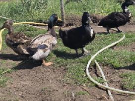 Parduodami jaunį antinai ir antys.