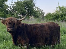 Veršinga Hailendų karvė su kilmės dokumentais