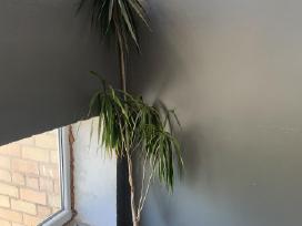 Dracena