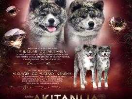 Akita