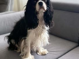 Kavalieriaus Karaliaus Karolio spanieliai