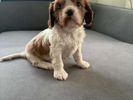 Kavalieriaus Karaliaus Karolio spanieliai