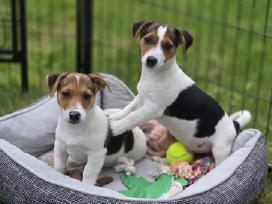 Parduodami Jack Russell šuniukai