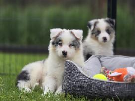 Parduodami Border Collie šuniukai