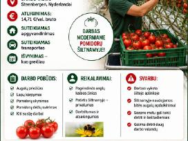 Darbai Olandijoje, Švedijoje,Vokietijoje