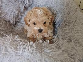 Maltipoo