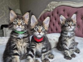 Mainecoon Parduodami kačiukai