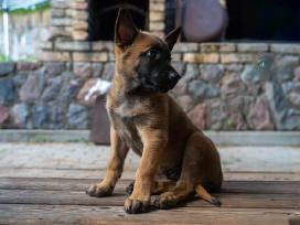 Parduodu Belgų aviganius Malinua