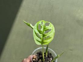 Kambariniai augalai
