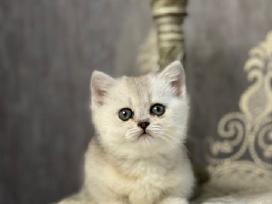 Munchkin