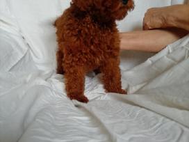 Toy pudeliukas.