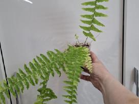 Nephrolepis exaltata ‘tiger variegata