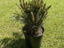 Kalninė pušis Pinus Mugo