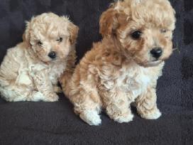 Parduodami Maltipoo šuniukai