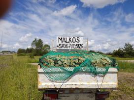 Malkos