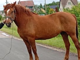 Pardodu