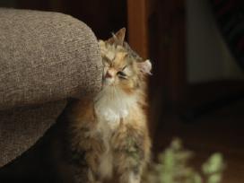 Princesė, 5m. benamėlė