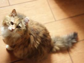 Princesė, 5m. benamėlė