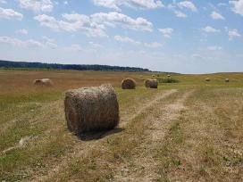 Šienas. Šieno rulonai, presuoti 2025 metais